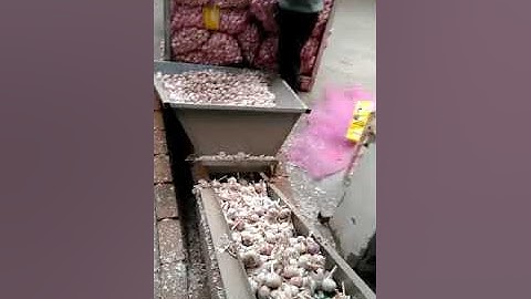 Garlic color sorter in the last step of the peeled garlic processing line