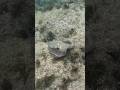 Octopus Encounter!