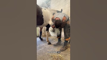 Sunday forge session! #horse #farrier #work #shorts #youtube
