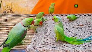 So Amazing Video Of Talking Parrots On Charpai