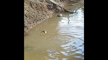 Câu cá lóc bằng vịt con cận cảnh cá lóc bay lên táp con vịt nhanh như chóp #Shorts