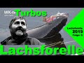 Lachsforellen im Herbst - Köder/Fische und Aberglaube von Turbos Angelteiche auf Youtube