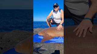 LAND BASED FISHING - FIGHT #32 - 2026FWU - INSHORE EXPERIENCE FISHING CAPE VERDE SAL ISLAND #shorts