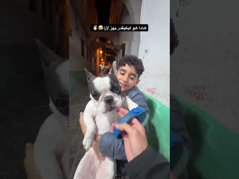 الواحد ليكيقدر يهزها Tetouan اكسبلور Bulldog Dog Dogbreed كلاب Englishbulldog