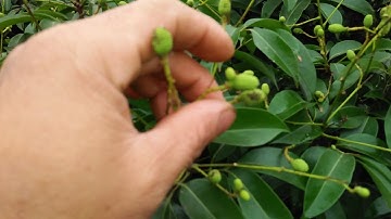 Thăm vườn vải sau trận mưa để có cách làm phù hợp.