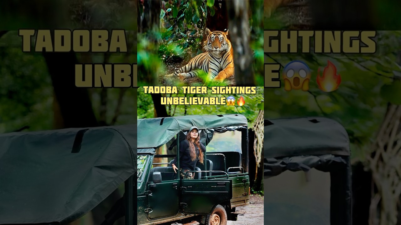 Tadoba Tiger’s Sighting😱 