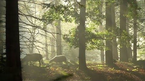 #nature#video# nature video //nature background video / नेचर वीडियो