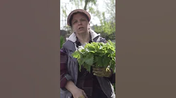 Супер подкормка!! Настой из крапивы 100% результат