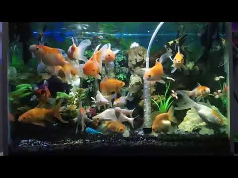  Aquascape  ikan mas koki  komet dan patin albino YouTube