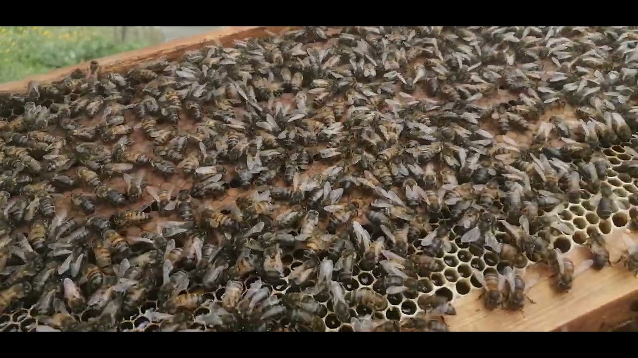 كيفية تحويل النحل من خلية صغيرة إلى خلية كبيرة بكل بساطة..