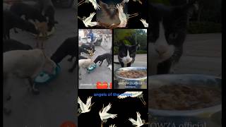 Selfless Acts of Love ׀ 🐾❤️ Angels of the Street