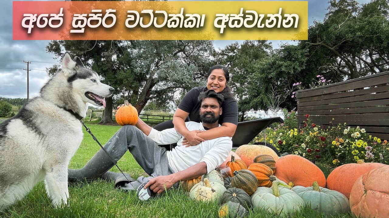 නවසීලන්තයේ අපේ සුපිරි වට්ටක්කා වගාව|යෝධ වට්ටක්කා ගෙඩි මේ පාරත්|බලන්න ආස හිතෙයි| pumpkins harvest NZ