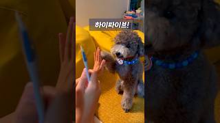 진월이훈련 #실버푸들 #강아지훈련 #진월이 츄루먹기 힘드네 ㅋㅋ