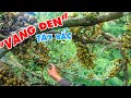 HÁI "VÀNG ĐEN" | BỮA CƠM CHƯA TỪNG XUẤT HIỆN TRÊN KÊNH THỢ RỪNG