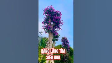 Cây Bằng Lăng Tím Thái Siêu Bông Ở Bình Phước #banglangtimthai #caycanh #hoa