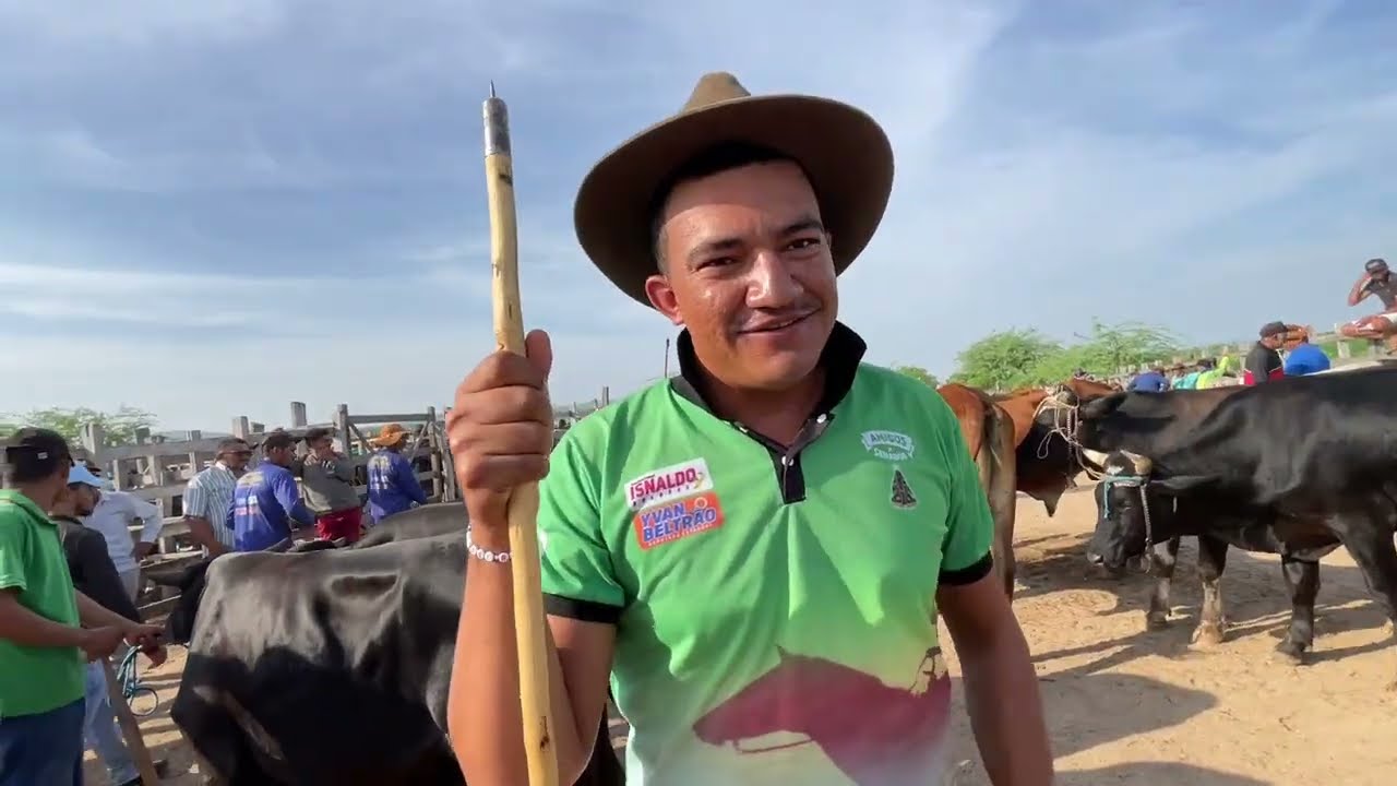 Feira de Gado em Senador Rui palmeira - AL 24 - 02 - 2026 #nordeste