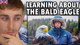 Brit Reacting to Let's Talk About America's Iconic Bald Eagle