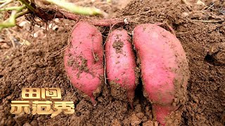 提高红薯产量的种植方法原来如此简单！跟着专家一起学，你也能把红薯种好！|「田间示范秀」20221212