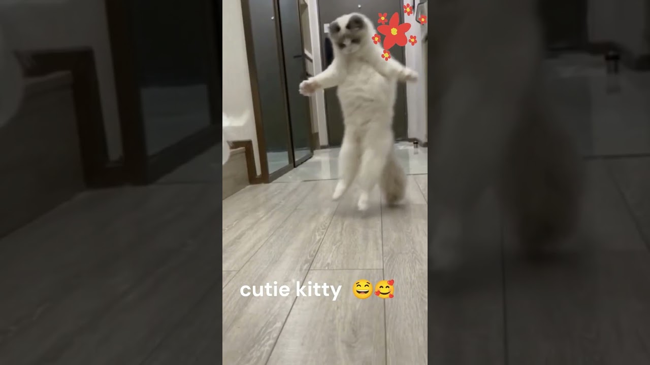 @Cutiekitty CatsDanceMoment 