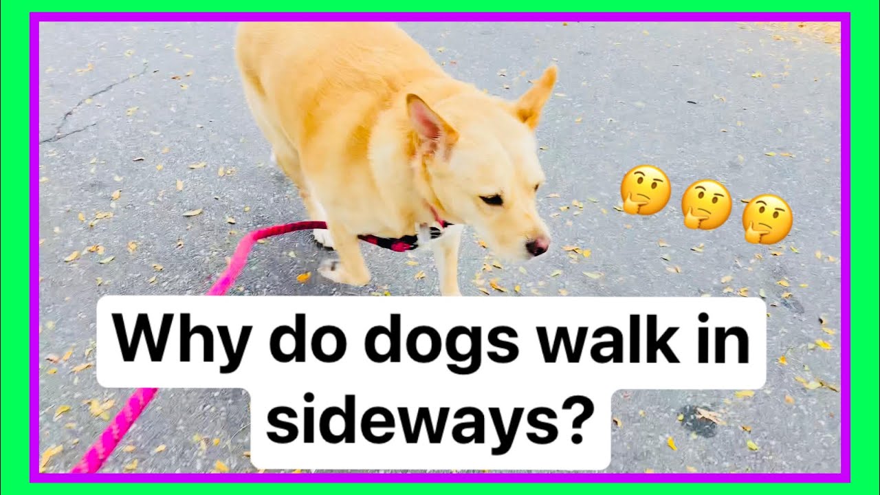 why-do-dogs-walk-in-sideways-cause-of-walking-sideways-famtayo-51