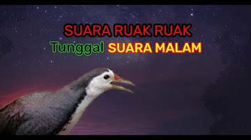 🔴Suara pikat ruak ruak malam, suara tunggal