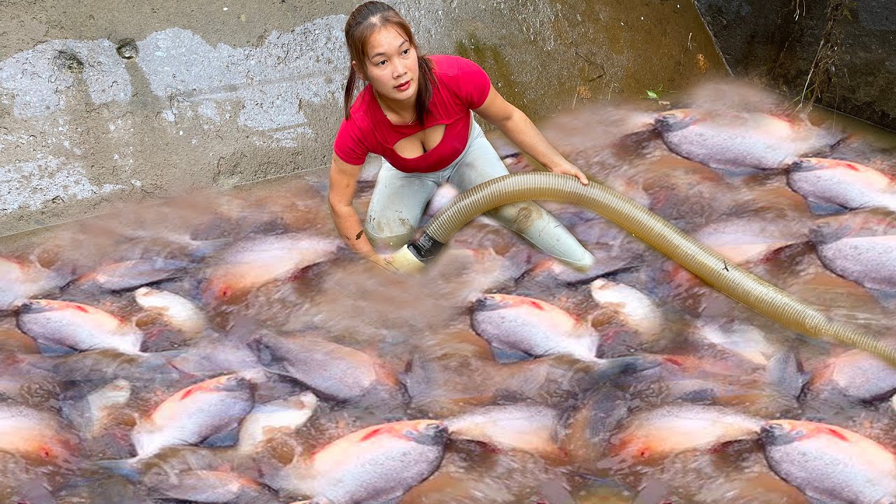 Amazing Fishing.Girl Fishing, Harvesting Fish From Abandoned Lakes Using Pumps, Catch A Lot Of Fish