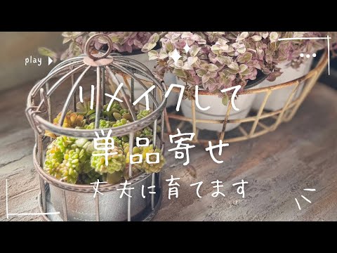 リメイクして単品寄せ』丈夫に育てます 多肉植物 リメイク鉢