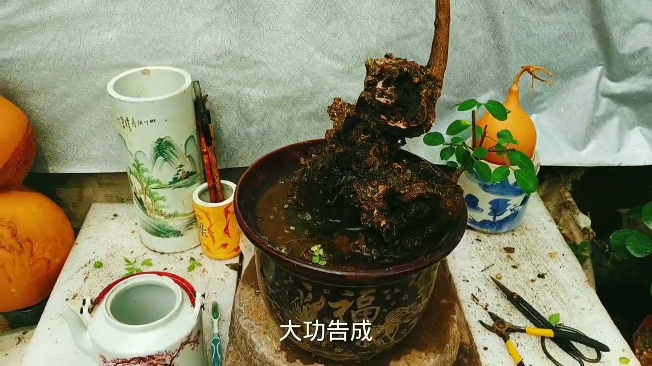 修剪盆景素材，给大家讲解叶子为何出现卷曲？枝干上部为何不来芽