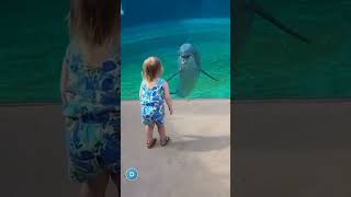 Wait for it… Dolphin 😯