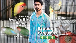 Awan S Bird Setup Progress Part 2 Vlog 