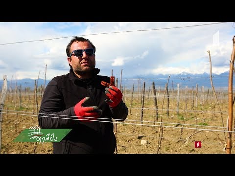 #გაიგემეტი გიორგი ალადაშვილის ბიოდინამიური მეურნეობა