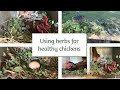 Natural Herb Farming: Creating a Healthy Environment for Chickens
