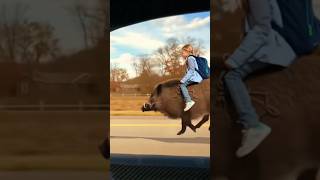 !Hot Regional AI Clip-Hilarious Viral Clip: Riding a Wild Boar to School