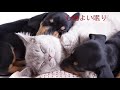 【心地よい眠り】犬が寝るペット用睡眠BGM - Music for Cats & Dogs! Deep Sleeping Music, Fall Asleep, Sweet Dreams