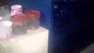 MOV0293