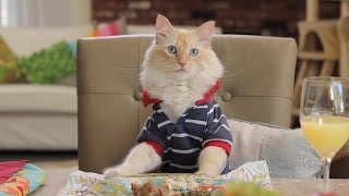 Vivipet Cat Dinning Table