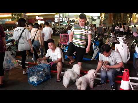 mua bán thú cưng đà nẵng Update New Chợ bán THÚ CƯNG Chó Mèo cho Giới Nhà Giàu tại Trung Quốc THE PET MARKET CHINESE