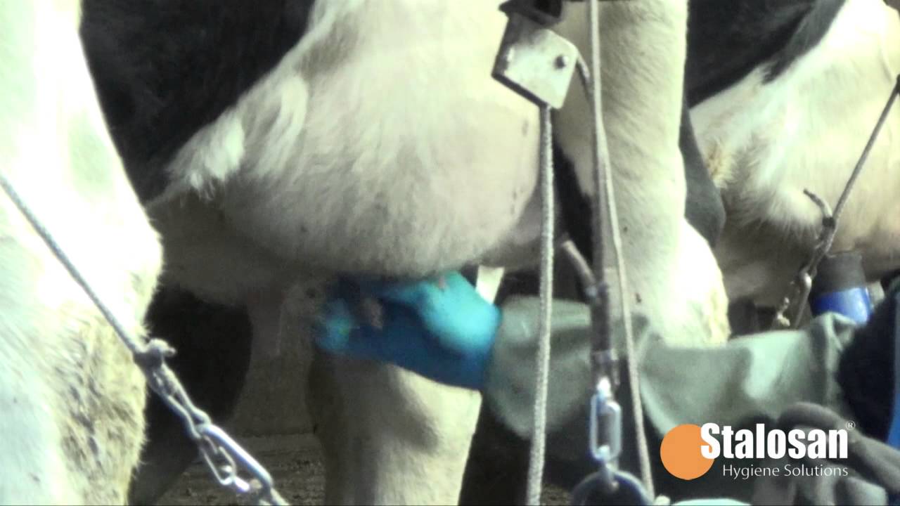 Stalosan Udder Wash for Cows