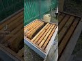 бджоли. робота кипить. #бджоли #пасіка #вулик #бджільництвоукраїни #пыльца #honey #bee #honeybee