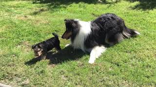 Dapperdax Rough Collie Dagger with Lakeland Terrier puppy Buddy