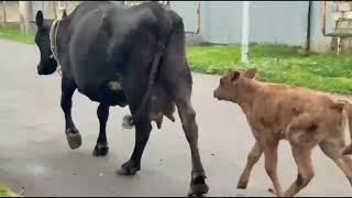 2 Baş Super Balali İnəklər Satilir Tel051.792.83.28