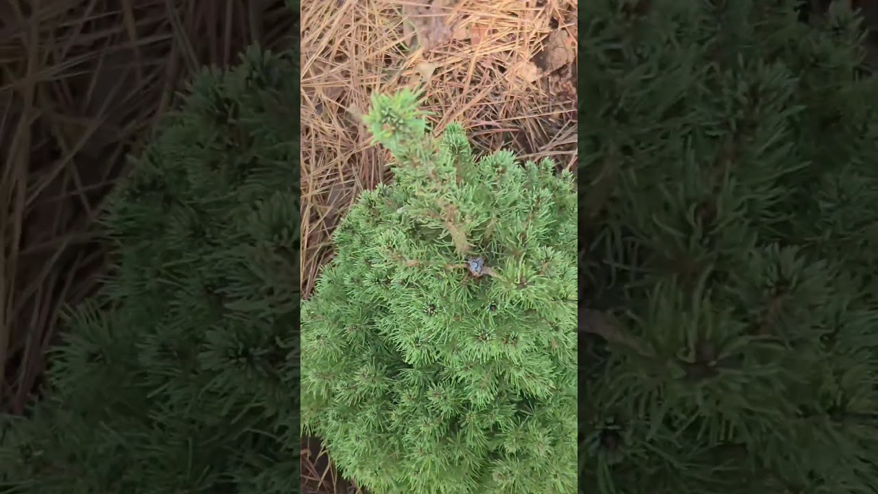 This Spruce  Has Sharpest Needles