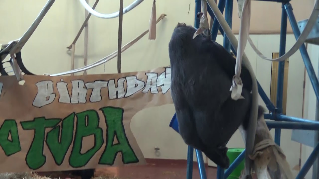 Philadelphia Zoo Celebrates Motuba's 33rd Birthday - YouTube