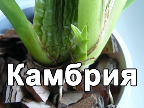 ✅ Орхидея #Камбрия. Пересадка уценки после цветения. Полив и уход.