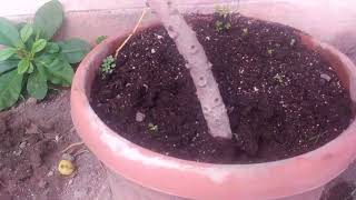 Cermai manis cocok ditanam dalam pot saat berkebun di rumah