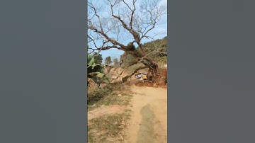 Removing deat tree excavator#viral #trending #shorts