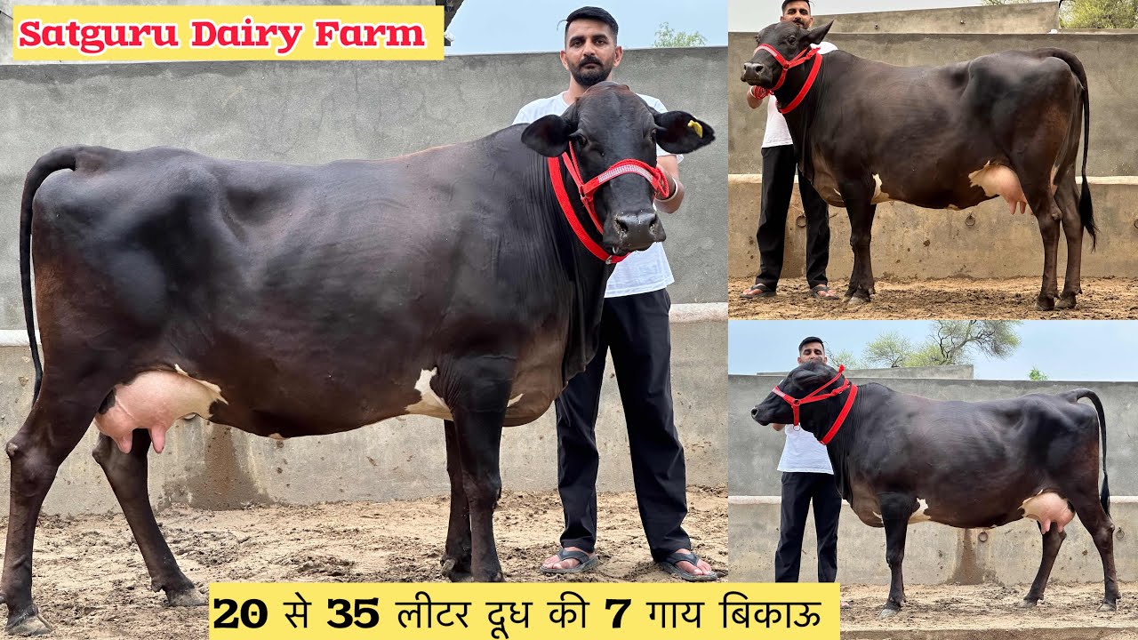 👍20 से 35 लीटर दूध वाली 7 गाय बिकाऊ क़ीमत 65,000₹ से शुरू । Satguru Dairy Farm Ganganagar 