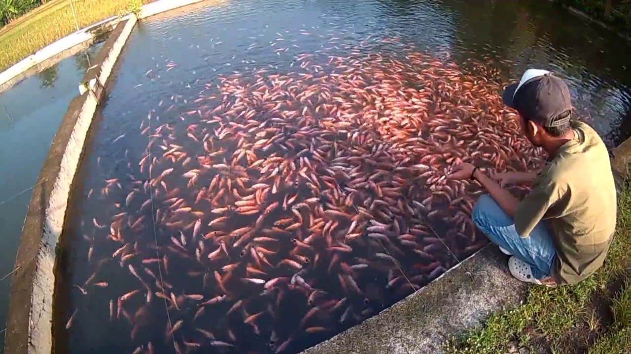  Ikan  Nila  Merah YouTube