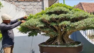 Download Lagu GREBEK PECENTAK BONSAI KONTES KELAS PREMIUM. ISTIMEWA. 26 Menit Bersama Mr. Dawam  MP3