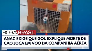 Animais em aviões: setor precisa de nova regulação de transporte | Bora Brasil